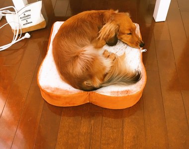 《喜歡吐司抱枕的汪星人》不只有喵星人~我們汪星人也很喜歡唷