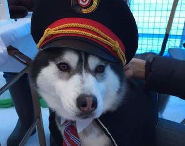 日本《狗站長》帥氣制服模樣為秋田狗狗雪祭揭開序幕♪