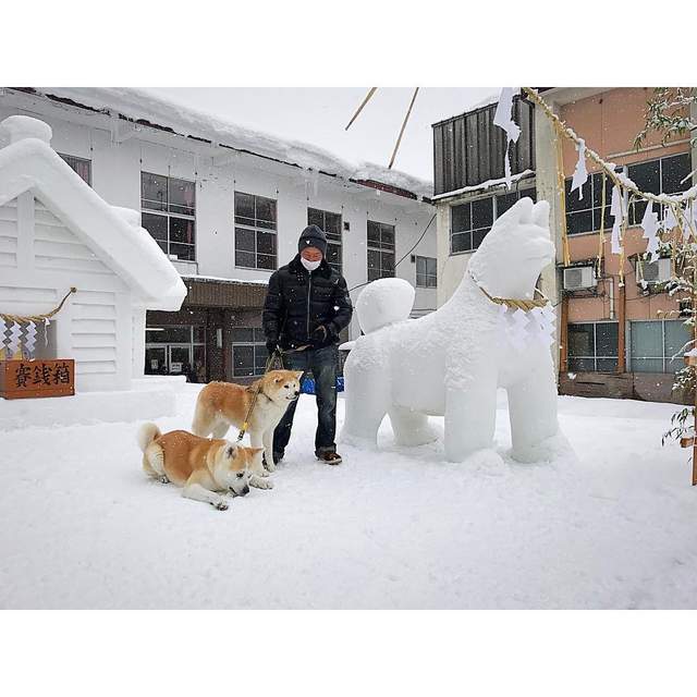 日本 狗站長 帥氣制服模樣為秋田狗狗雪祭揭開序幕