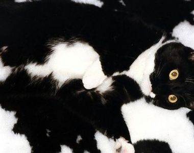 《擬態貓咪》完美的與周圍環境融為一體ΦωΦ