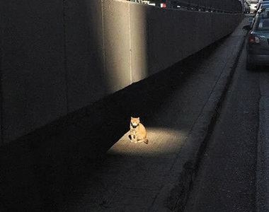 遊戲中毒者看《貓咪在燈上取暖》怎麼感覺都應該去對話或接個任務啊