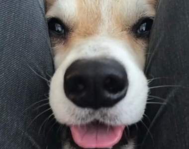 看到洞就想鑽《空隙犬》超可愛影片引發狗狗塞大腿縫流行!?ww