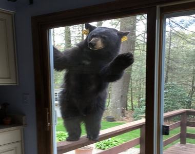 在家裡烤布朗尼也得「熊出沒注意」你好可以分我蛋糕嗎?