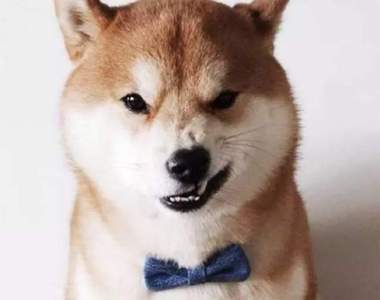 《狗到底能不能分辨壞人》？實驗結果讓你會心一笑