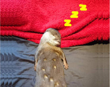 《水獺的肚皮可以畫畫》記得趁牠睡眠的時候就可以偷襲成功摟