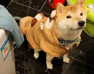 中國《闖禍柴犬》丟了一袋木耳進洗衣機的結果是（笑瘋）