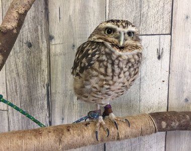 日本《貓頭鷹咖啡廳》殘酷的現實狀況引發爭議