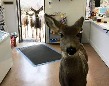 超萌小客人《走進店裡買聖誕禮物的鹿》還非常認真的逛起來到底ww