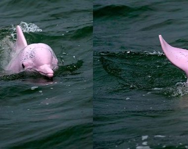 第一次離他這麼近♥世界少例《粉紅色海豚》出現在亞洲海域