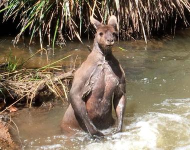 《不小心看到袋鼠泡澡》被秀肌肉還給一個「你看Ｏ小」的眼神......