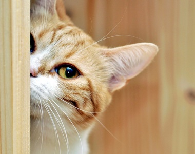 可愛《貓咪躲貓貓》你看不到我看不到我~(鑽)