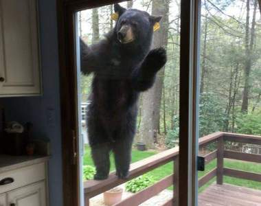 《打招呼說〝嗨〞的動物們》不請自來的可愛嬌客