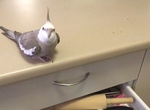 《什麼都丟到桌子外的鳥》你上輩子是不是一隻貓啊? 《什麼都丟到桌子外的鳥》你上輩子是不是一隻貓啊?