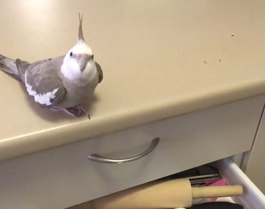 《什麼都丟到桌子外的鳥》你上輩子是不是一隻貓啊？