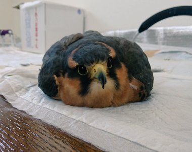 《軟爛老鷹》難道你要轉職成軟Q麻糬嗎？