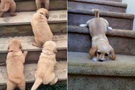 連滾帶爬的《汪星人爬樓梯初體驗》你家那隻應該沒...這麼笨吧(小聲)