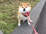 《柴犬玩到不想回家》很有戲的阿柴 知道要打針還會一秒變臉 《柴犬玩到不想回家》很有戲的阿柴 知道要打針還會一秒變臉