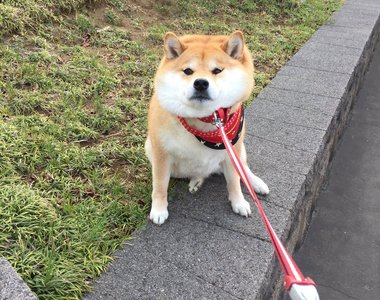 《柴犬玩到不想回家》很有戲的阿柴 知道要打針還會一秒變臉