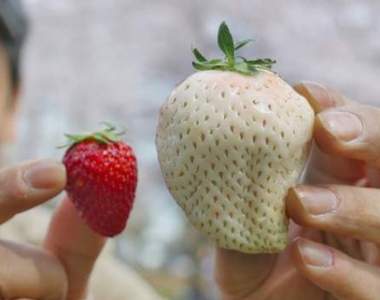 草莓控注意《巨無霸白草莓》這次是真的很大很大很大.....