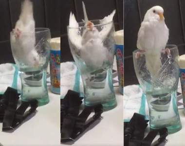 推特瘋傳《鸚鵡偷喝水腳滑爆笑影片》超糗但起身一秒裝沒事...