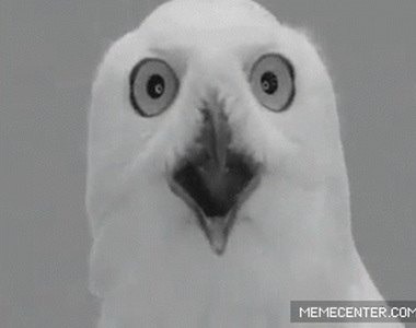 《各種超ㄎㄧㄤ的鳥動圖》各種蠢蠢的模樣真的是太萌啦XD