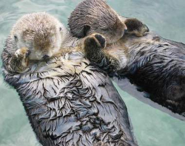 《海獺手牽手的理由》難道是因為手冷需要互相取暖嗎？