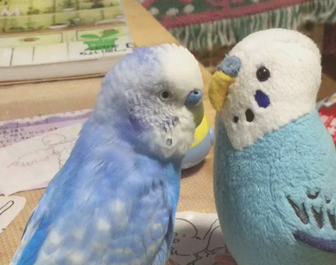 《鳥星人與自己女朋友見面》開開心心唱著鳥語歌ww