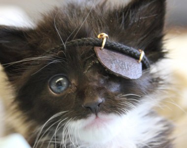 可憐又可愛《海盜貓刀疤》有著跟名字不符的萌萌臉