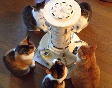 最可愛的慘事《貓咪取暖的結果》冬天飼主們可要特別注意啊～