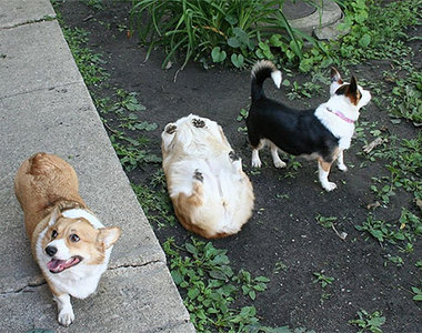 《狗狗爆笑NG凸搥場面》先笑出來的人就輸了（指）