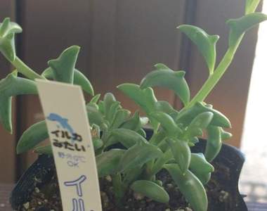 療癒系多肉植物《海豚弦月》盆栽中歡舞跳躍的一群快樂小海豚♡