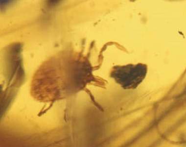 《琥珀裡吸飽吸滿的蝨子》所以侏羅紀公園的劇情會真實上演嘛？