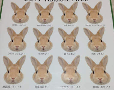 超狂《兔子月曆》滿滿兔子愛背後其實隱藏著這樣的訊息...