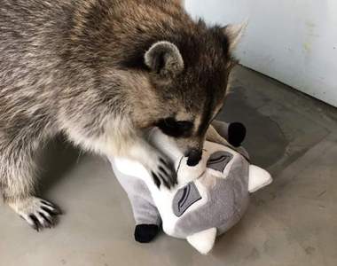 激萌《當浣熊遇上浣熊娃娃》世界第一可愛的畫面就這樣出現惹♥