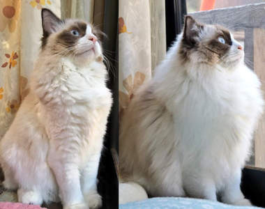 《動物換毛Before&After》別再誤以為是胖瘦問題啦~