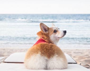 《柯基臀模》這麼漂亮個屁屁當然要跟大家分享囉