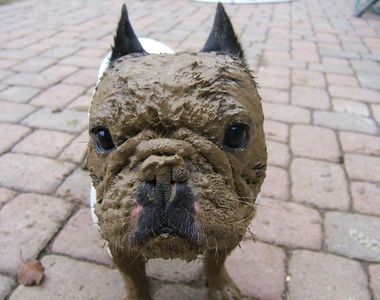 《不要讓狗狗玩泥巴》不然回家就變了一隻狗（苦笑）