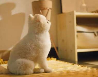 真人真事《讓人鼻酸的寵物用品廣告》不論多晚我都會等你回來