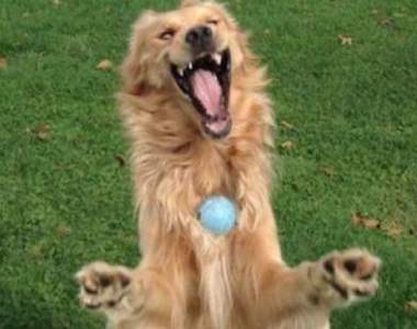 PS大戰《被球擊中的狗》 如此生動的表情不惡搞說不過去ww