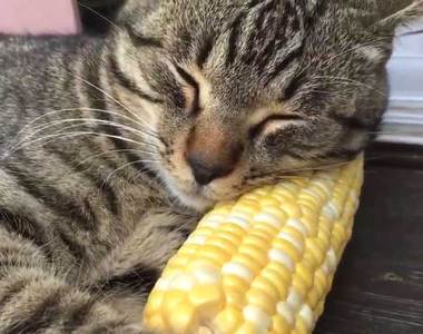 《把玉米當枕頭的貓咪》就算啃光了也是不離不棄......