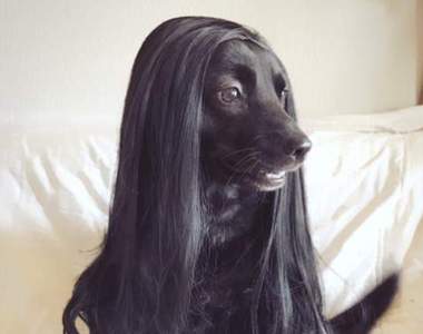 《幫日本犬戴假髮的結果》不只變妖豔竟然連狗種也變惹ww(誤)