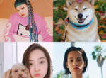 2017《Instagram追蹤數最多的日本名人》人氣柴犬丸太郎也上榜♥ 2017《Instagram追蹤數最多的日本名人》人氣柴犬丸太郎也上榜♥