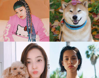 2017《Instagram追蹤數最多的日本名人》人氣柴犬丸太郎也上榜♥