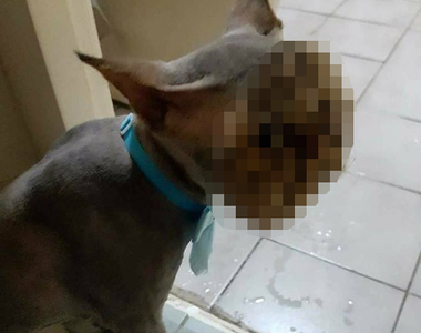 《剃毛悲劇》這隻貓除了臉部以外的毛都被剃掉了...