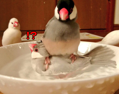 《降落在別隻文鳥身上的文鳥》不覺得你的著陸點有點柔軟嗎（笑）