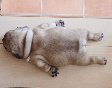 《巴哥犬的背影》可愛巴哥背後竟然隱藏著可怕怪物！？...