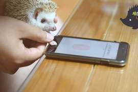 寵物的手也能設定？《刺蝟解鎖iPhone大挑戰》好友善的設計阿（笑）