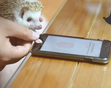 寵物的手也能設定？《刺蝟解鎖iPhone大挑戰》好友善的設計阿（笑）