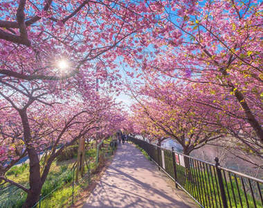 日本櫻花綻放了❤《河津櫻絕美盛開》看嬌豔的粉紅點綴溫泉的故鄉