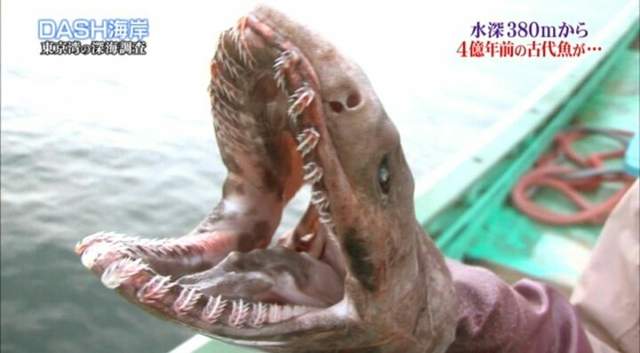 Tokio捕獲活化石 皺鰓鯊 意外連結哥吉拉上陸東京灣的理由ww